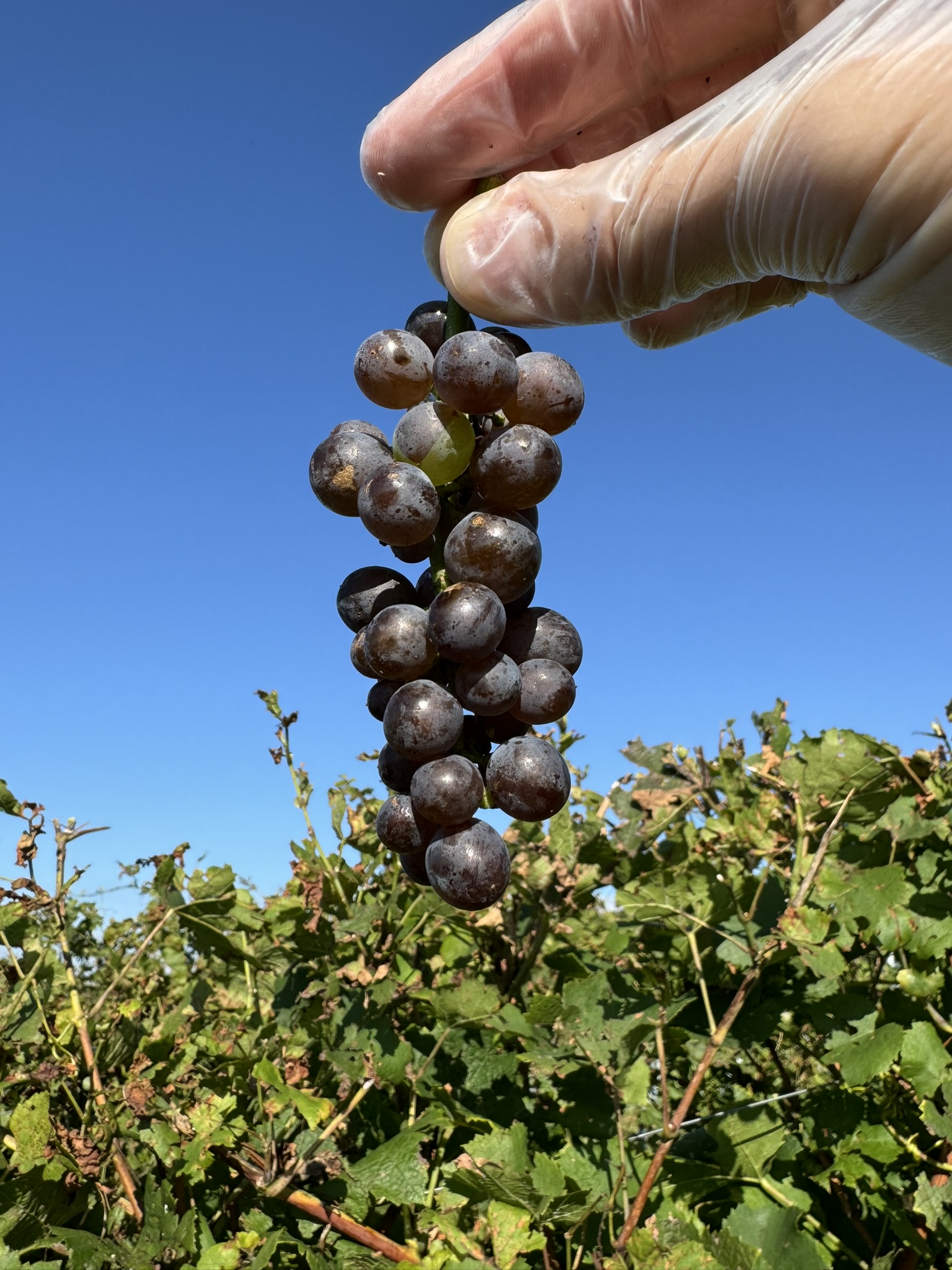 Reife Trauben in der Hand vor blauem Himmel zur Lese