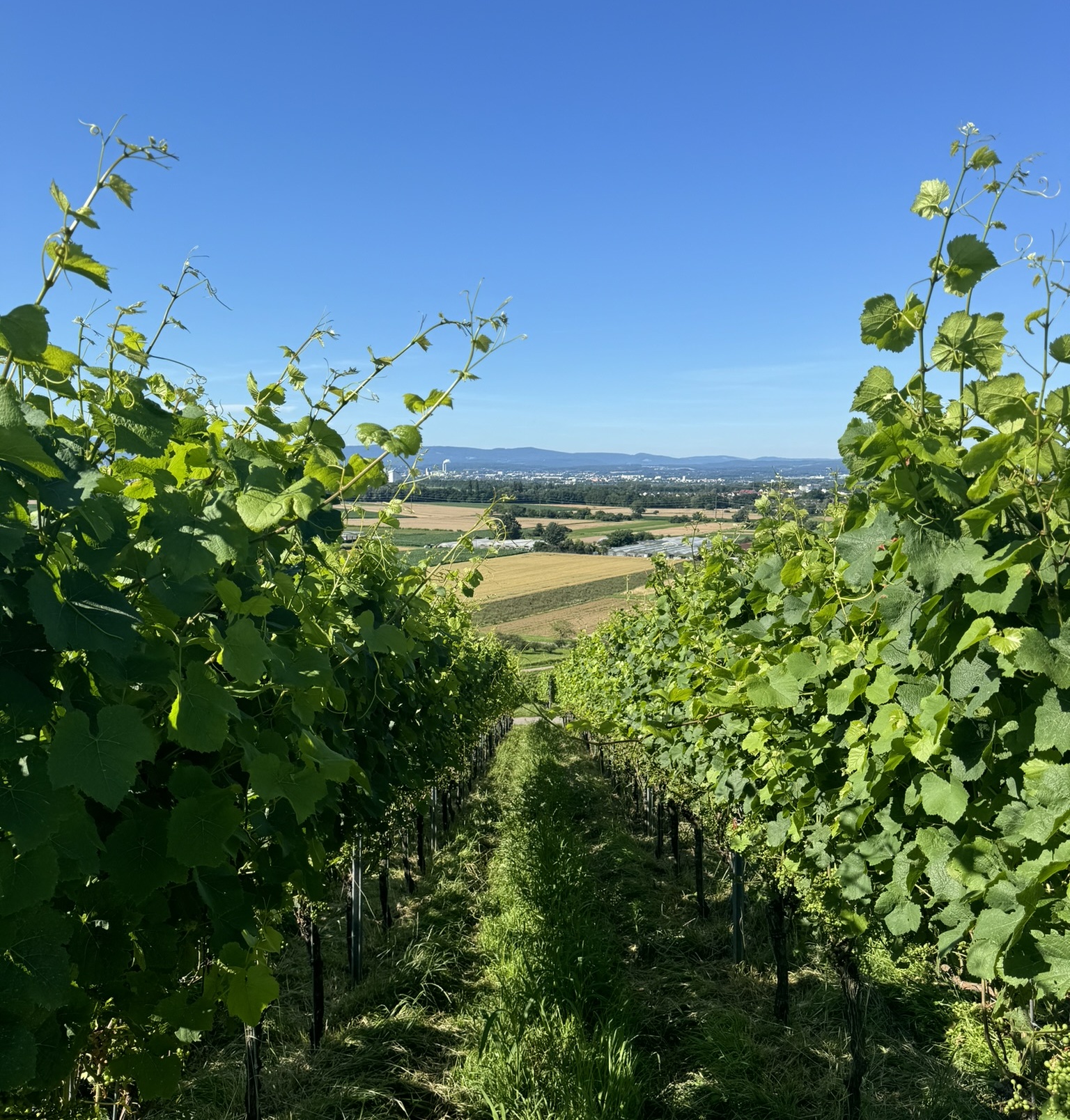 Vineyard
